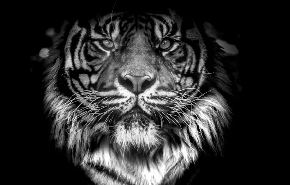 Picture cat, orange, animal, panthera, fur, mammal, male, rare