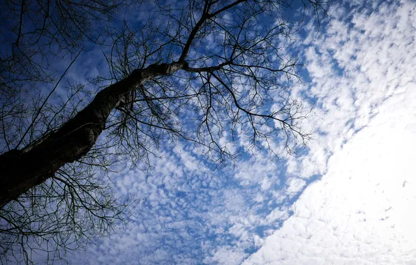 The sky, clouds, branches, nature, tree