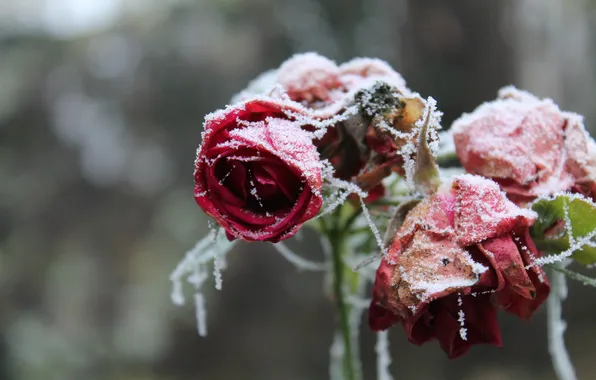 Frost, snow, flowers, roses, petals