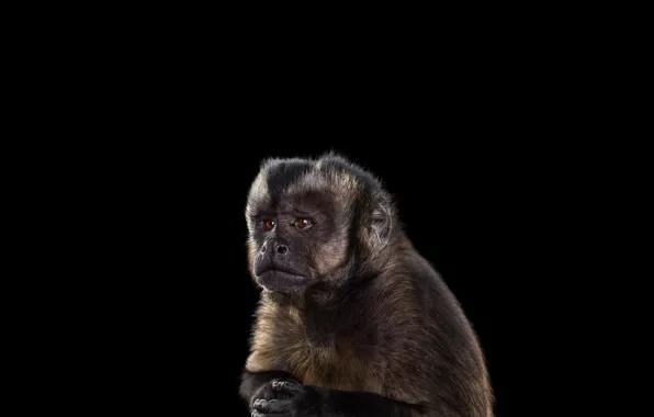 Picture photography, simple background, mammals, one animal, brown monkey