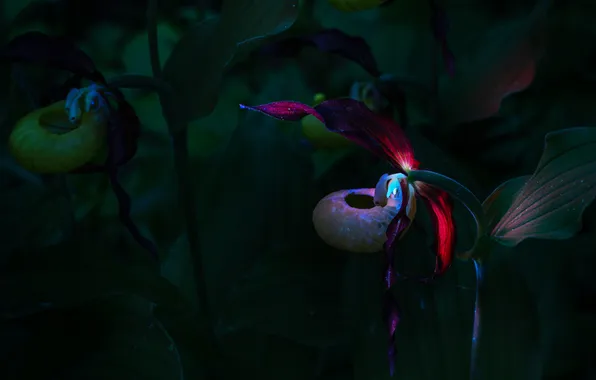 Flowers, Beauty, Flora, The Venus Slipper, Darina Sobol, Night Orchids