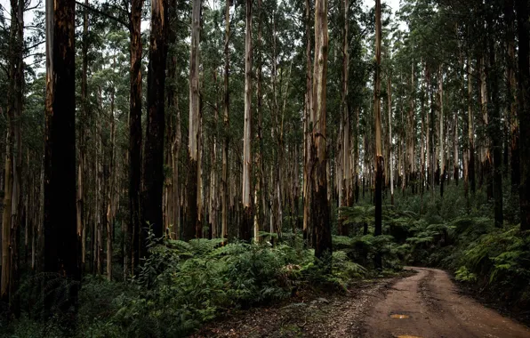 Picture road, forest, nature