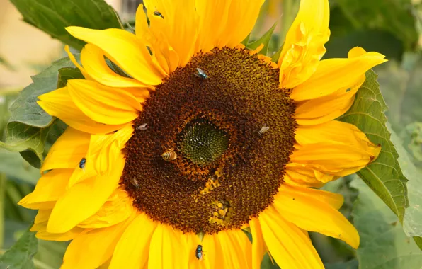 Flower, yellow, and, bee