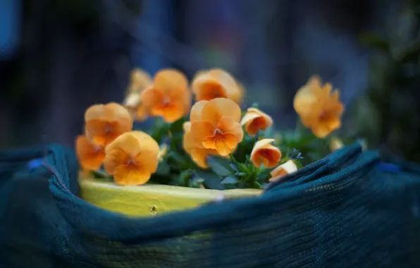 Picture macro, flowers, photo, background, Wallpaper, plants, petals, Pansy