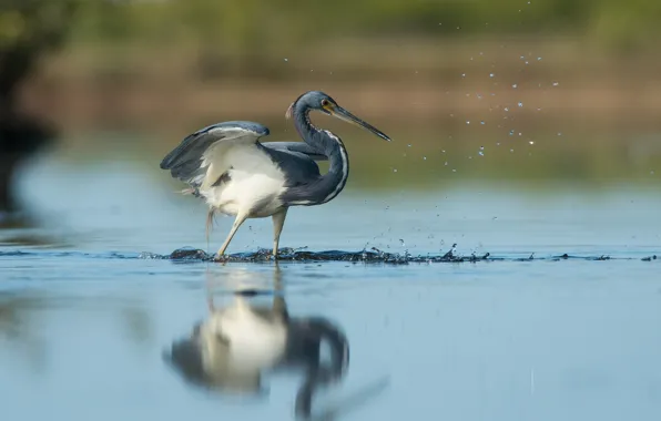Bird, water, lake, reflection, wildlife, fishing, heron, hunting