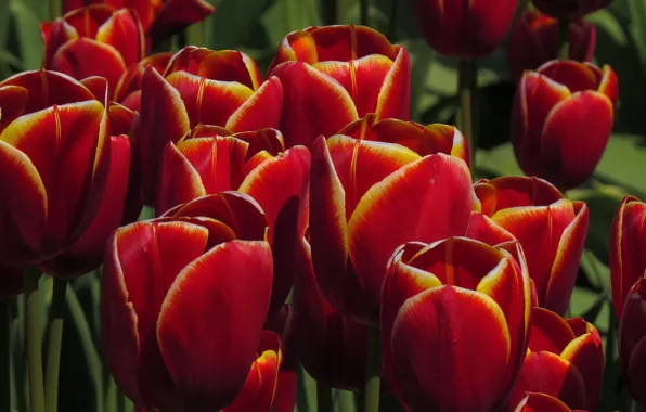 Picture spring, tulips, red