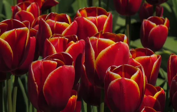 Red, spring, tulips