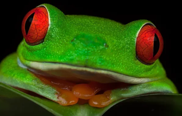 Picture eyes, frog, Red-eyed