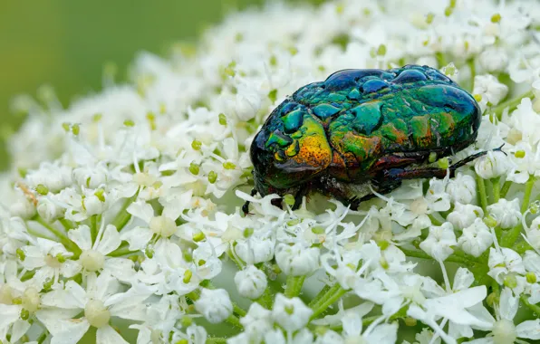 Water, drops, macro, flowers, green, beetle, white, brilliant