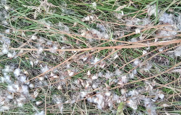 Autumn, the dried flowers, mowing, naturalism, mown grass