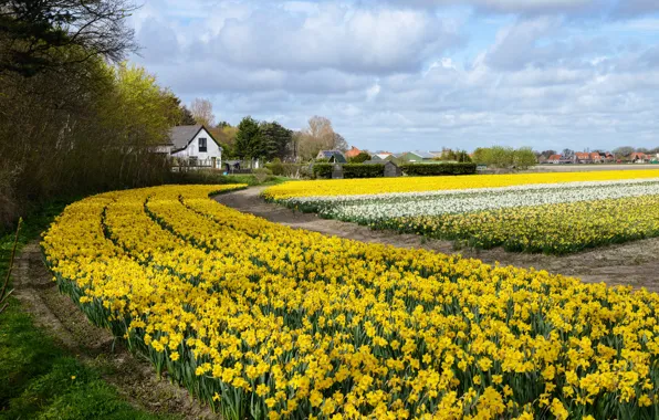 Picture field, flowers, home, Netherlands, fields, daffodils, spring, Netherlands