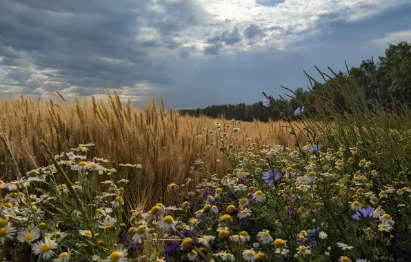 Field, forest, summer, clouds, flowers, chamomile, ears, field
