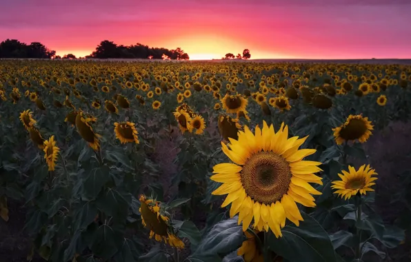 Picture field, sunset, sunflower
