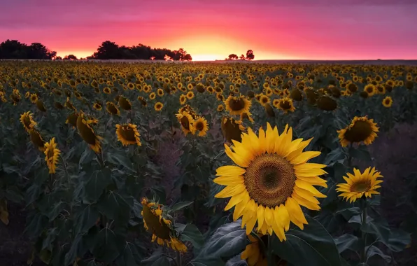 Field, sunset, sunflower