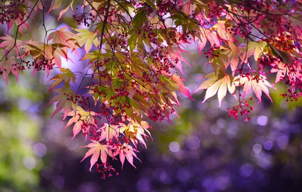 Leaves, branches, nature, tree