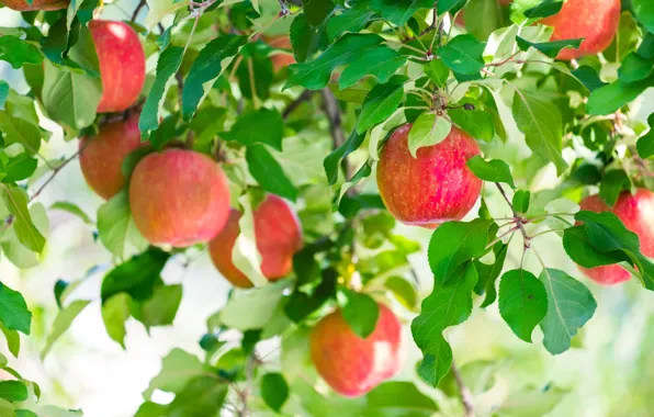 Picture trees, fruit, apples, nature