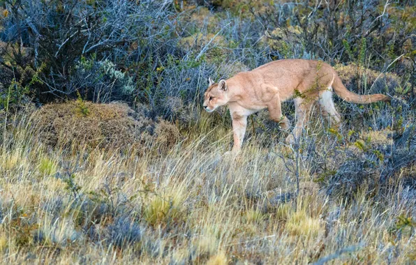 Picture grass, look, branches, nature, pose, vegetation, walk, Puma