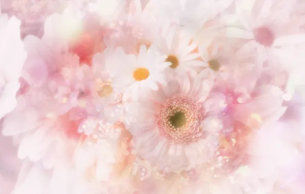 Flowers, chamomile, brightness, tenderness.