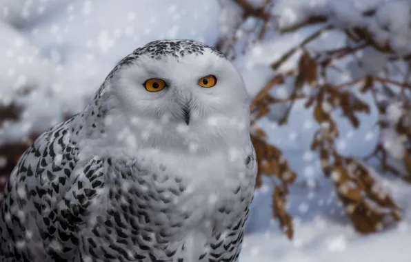 Picture winter, snow, owl, bird, portrait, polar