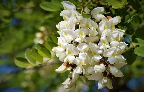 Leaves, flowers, spring, flowering, inflorescence, bokeh, acacia, white acacia