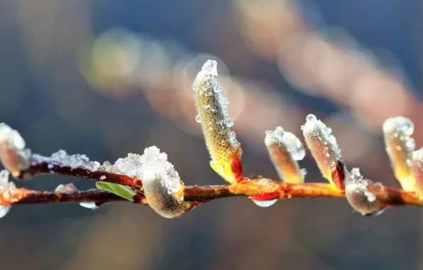 Frost, drops, light, snow, branches, nature, ice, spring