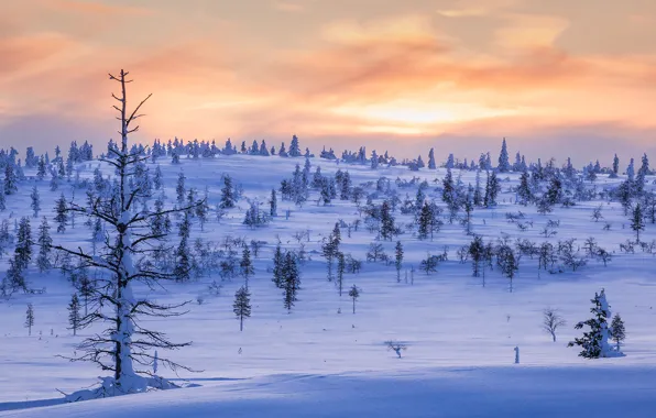 Picture winter, snow, trees, sunset