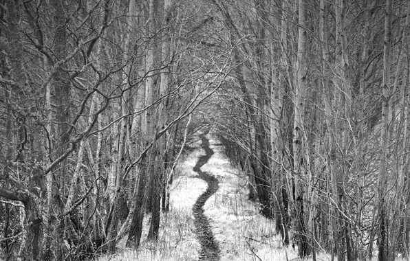 Picture forest, b/W, path, by Robin de Blanche, Alley