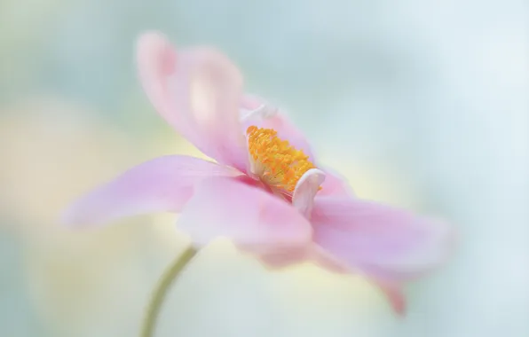 Flower, pink, gentle, anemone, Japanese