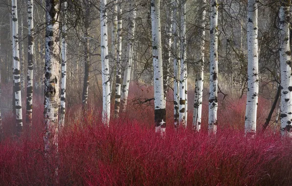 Picture autumn, forest, birch