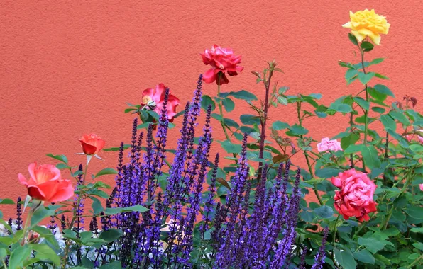 Picture wall, roses, lavender