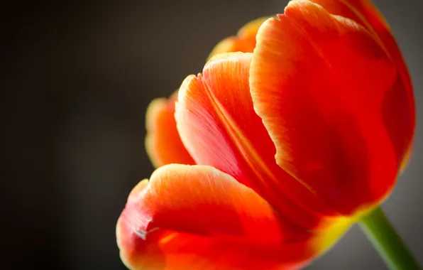 Flowers, red, petals, tulips