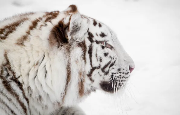 Winter, face, profile, white tiger, wild cat