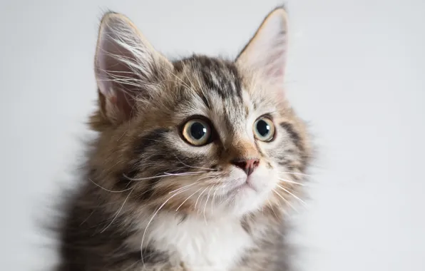 Cat, portrait, kitty, Kota