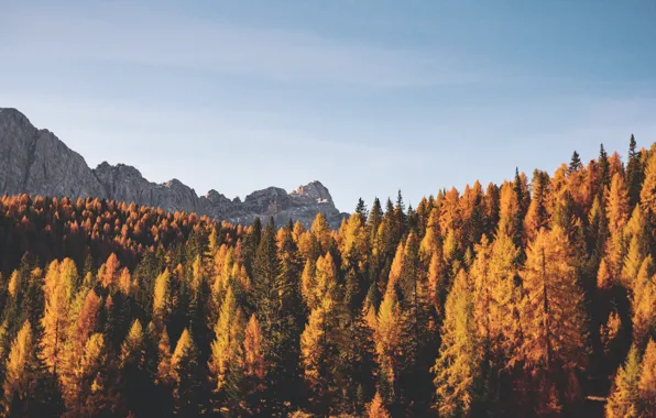 Picture autumn, forest, the sky, clouds, trees, mountains, nature, rocks