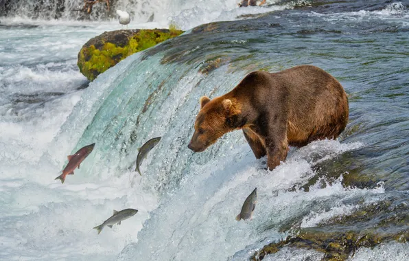 River, stones, for, fishing, waterfall, stream, fish, bear