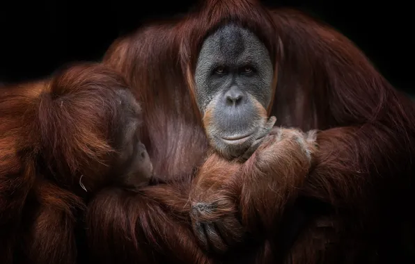 Nature, background, monkey