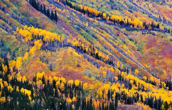 Picture autumn, trees, mountains, Canada, British Columbia