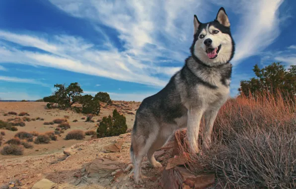 The sky, dog, handsome, Malamute