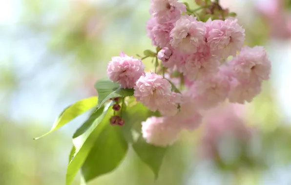 Leaves, flowers, blur, spring, Sakura, pink, flowering, almonds