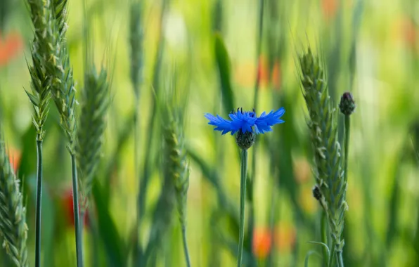 Field, flower, macro, blue, blur, voloshka, Cornflower