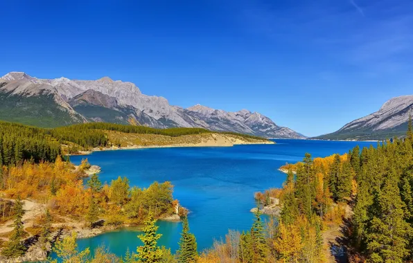 Forest, mountains, lake, Canada, Albert, Alberta, Canada, Abraham Lake