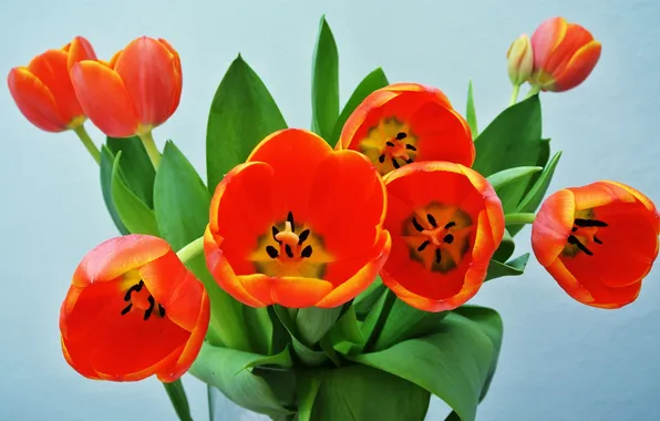 Picture leaves, Tulip, bouquet, petals