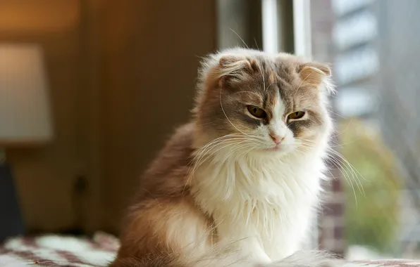 Cat, cat, face, room, window, sitting
