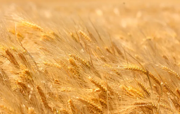 Picture wheat, field, yellow, ripe, time, ears.