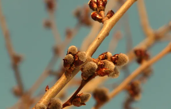 Branches, nature, branch, spring, kidney, Verba, hairy