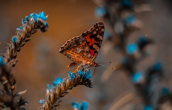 Picture wallpaper, animals, nature, blue, butterfly, flowers, macro, blur