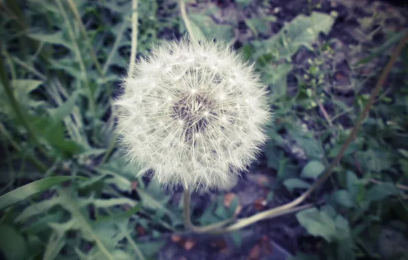 White, flower, round, rich