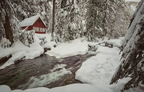 Winter, forest, snow, trees, house, stream, the snow, river