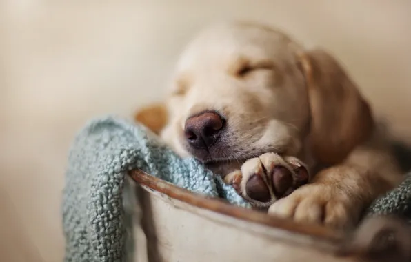 Picture dog, pet, sleeping puppy