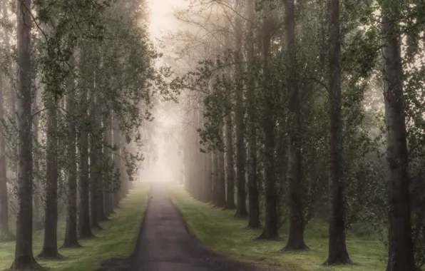 Road, trees, fog